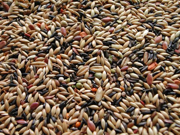 Kanarya Karışık Yem