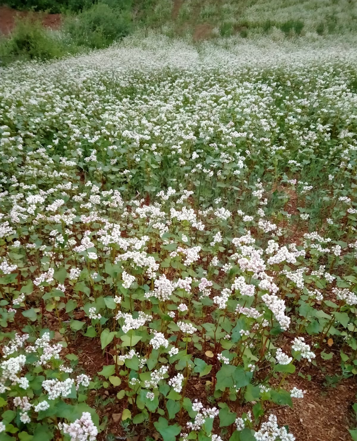Karabuğday (Greçka)