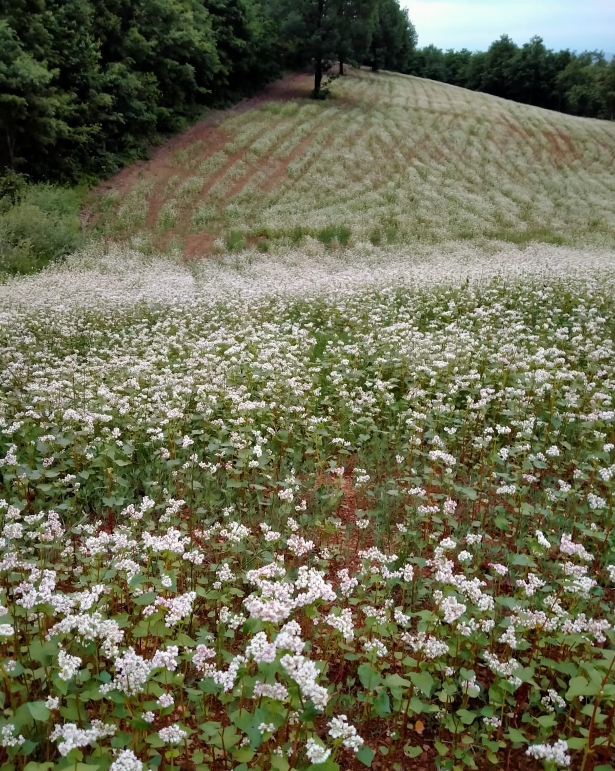 Karabuğday (Greçka-Bursa)