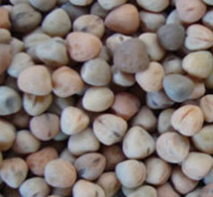 Burçak