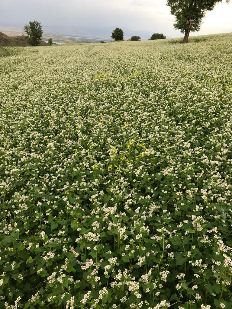 Karabuğday (Greçka)