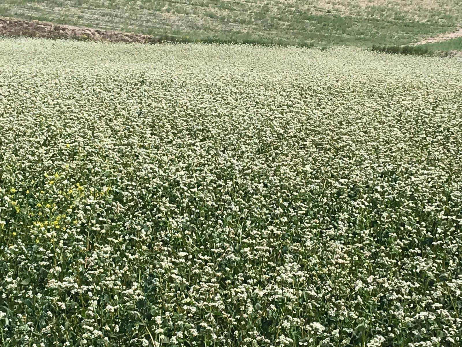 Karabuğday (Greçka)