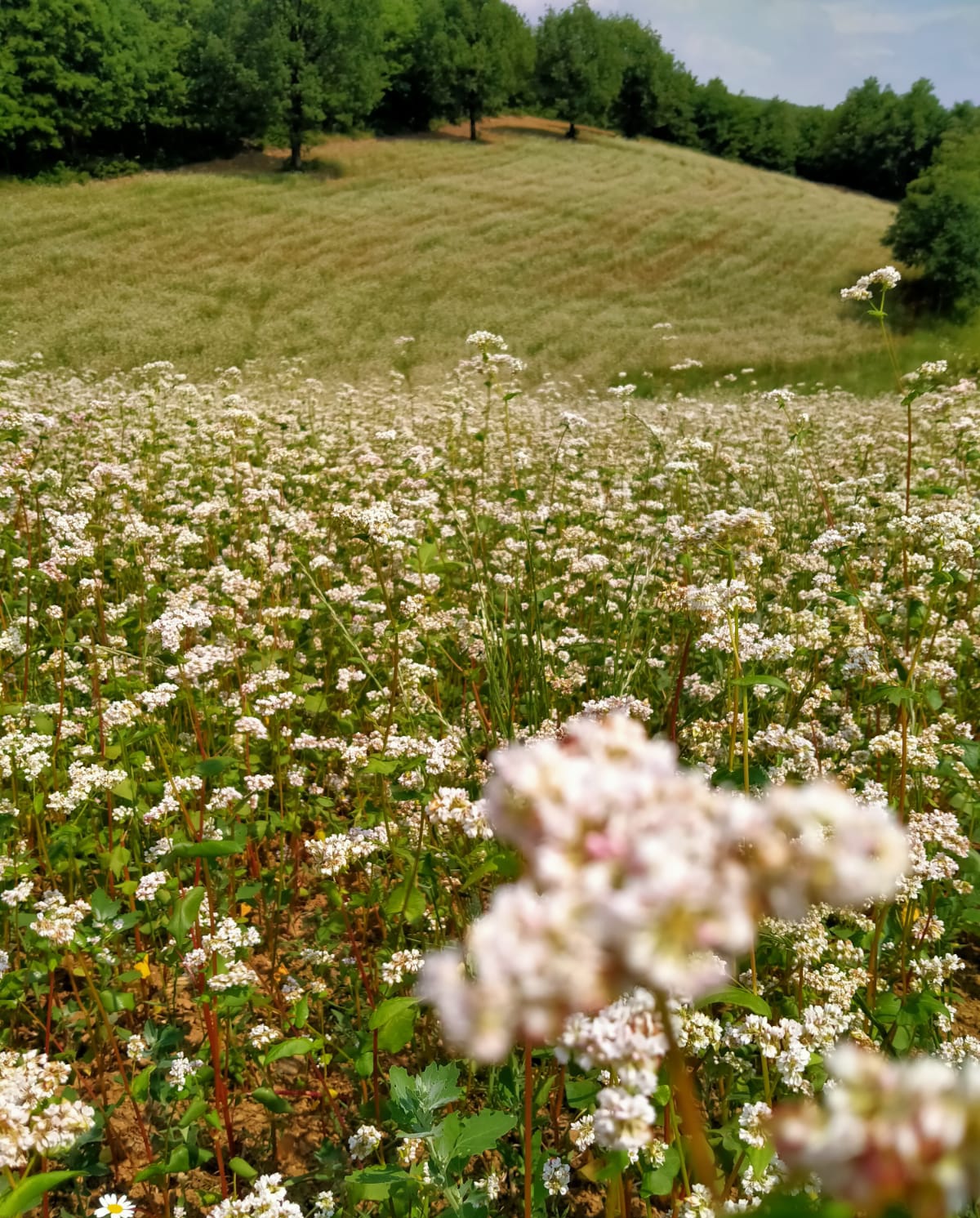 Karabuğday (Greçka-Bursa)