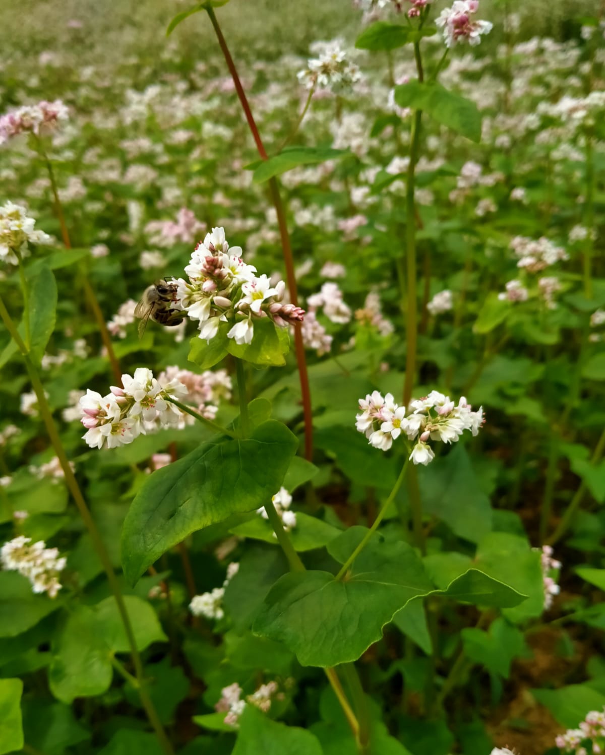 Karabuğday (Greçka-Bursa)