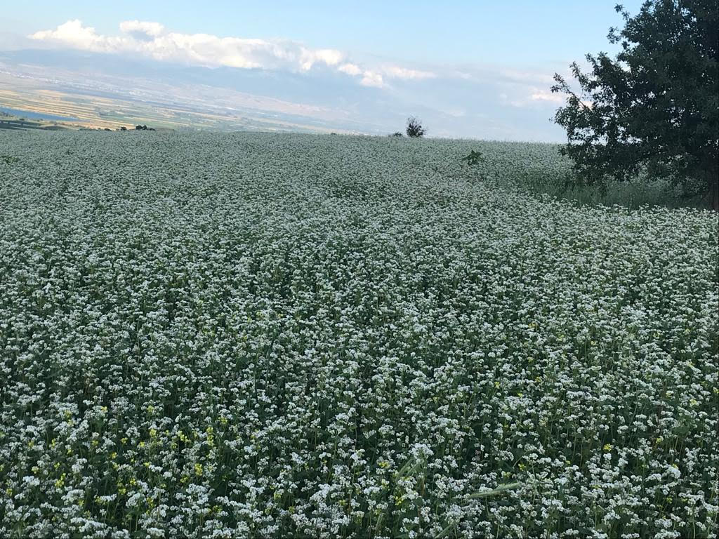 Karabuğday (Greçka)