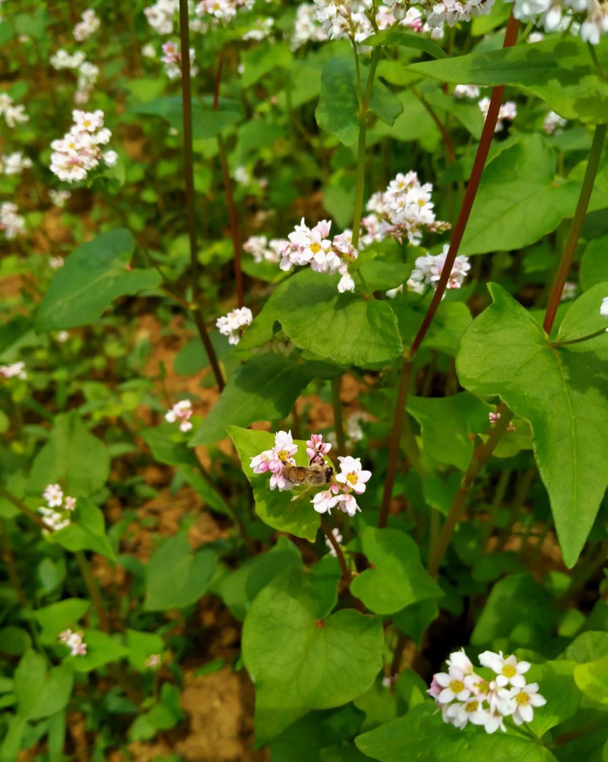 Karabuğday (Greçka-Bursa)